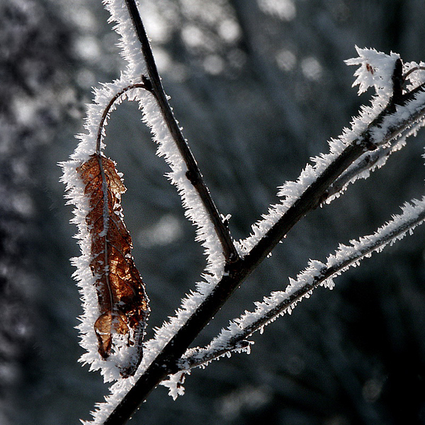 Pflanze Winter PICT3847 Kopie_Bildgröße ändern.jpg